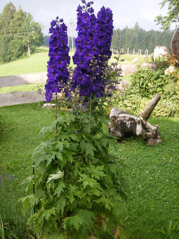 Ferienwohnungen Frick Möggers Quarto foto